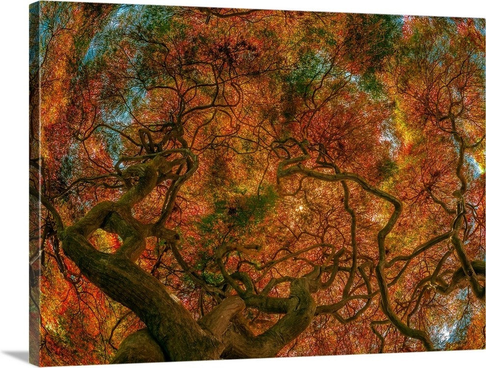 "Japanese Maple" Wrapped Canvas Art Print, 36"x26"x1.5"