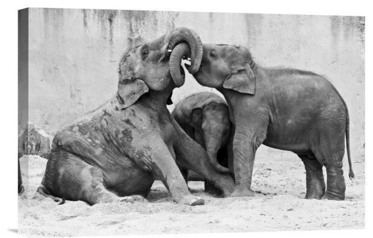 "Manage A' Trois" Stretched Canvas Giclee by Antje Wenner-Braun, 18x12"