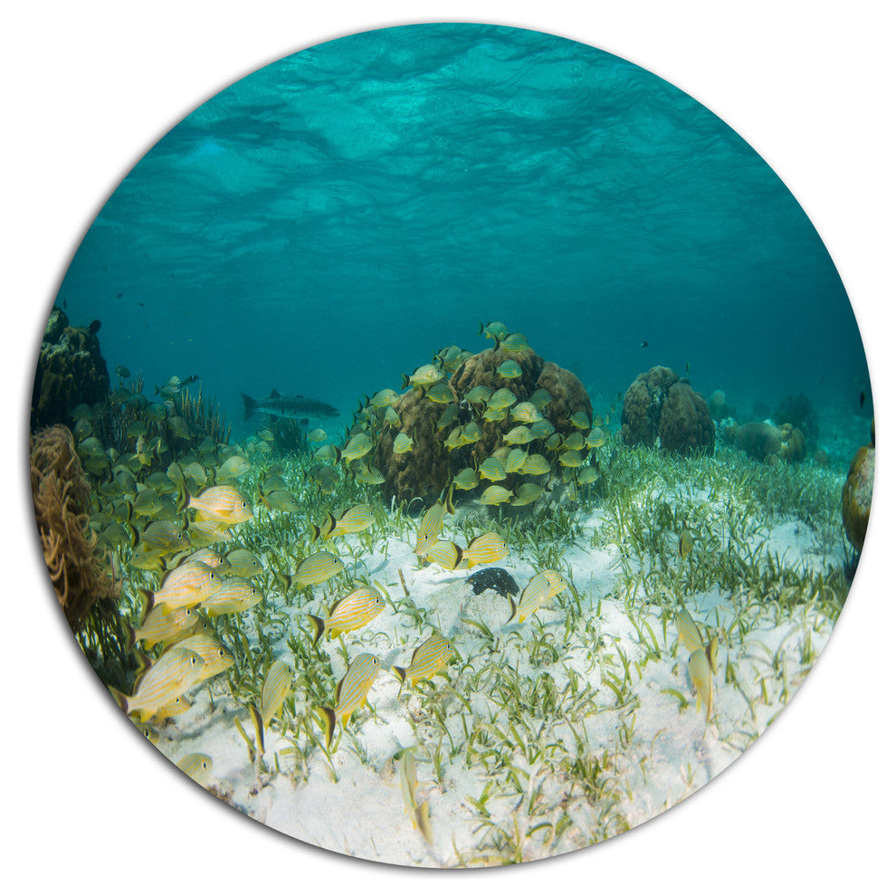 School Of Grunts With Baracuda, Seashore Art Round Wall Art, 11"