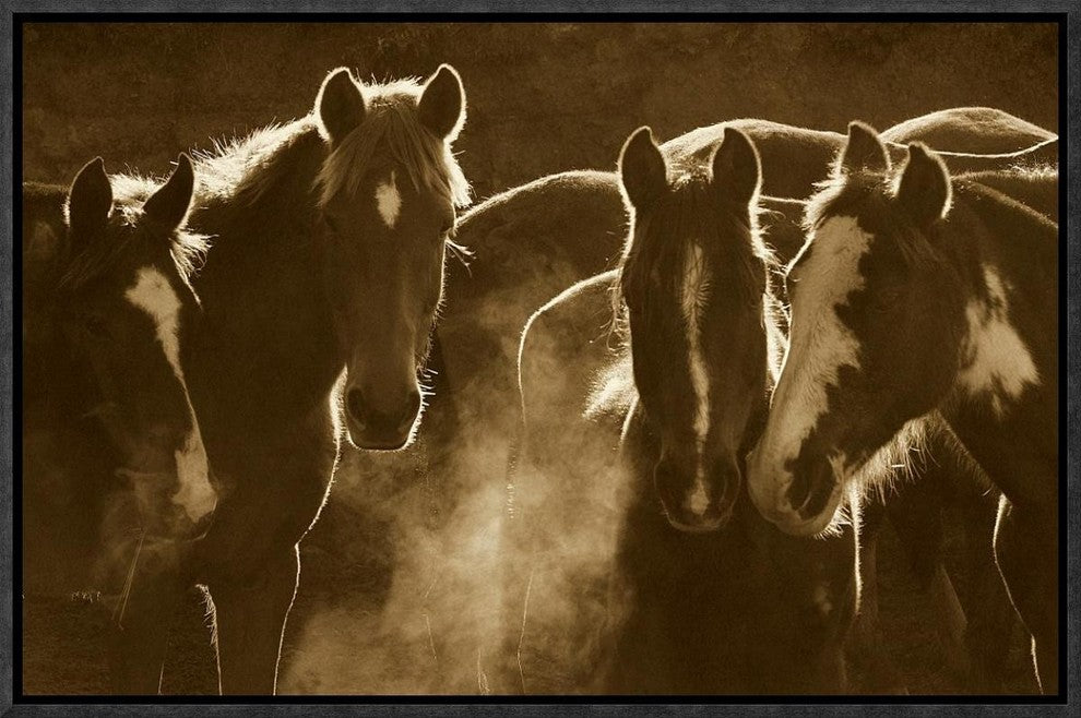 Horse Herd At Annual Round-Up, Backlit, Ecuador, Sepia, 18"x12"