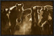 Horse Herd At Annual Round-Up, Backlit, Ecuador, Sepia, 18"x12"