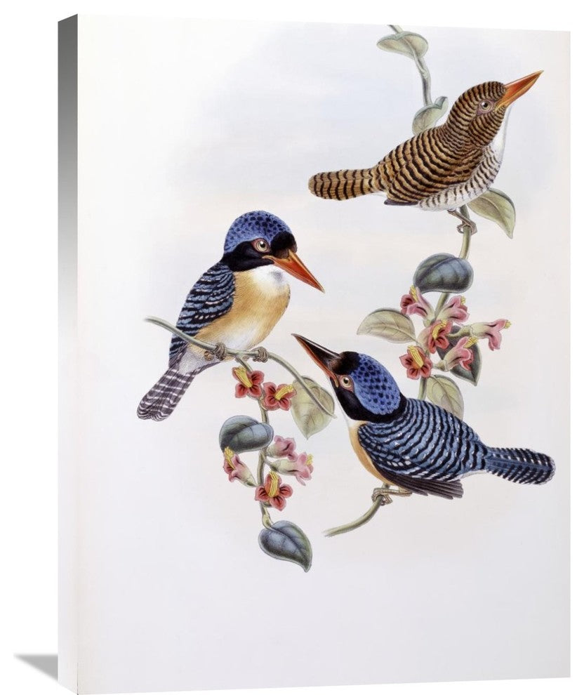 "Black Faced Kingfisher" Stretched Canvas Giclee by John Gould, 23"x30"