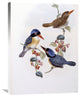 "Black Faced Kingfisher" Stretched Canvas Giclee by John Gould, 23"x30"