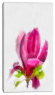 Full Bloom Pink Magnolia Flower, Large Floral Canvas Artwork, 16"x32"