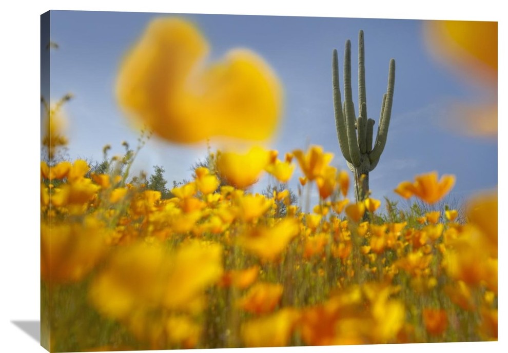 "Saguaro Cactus- California Poppy Field, Tonto National Forest, Arizona" Artwork