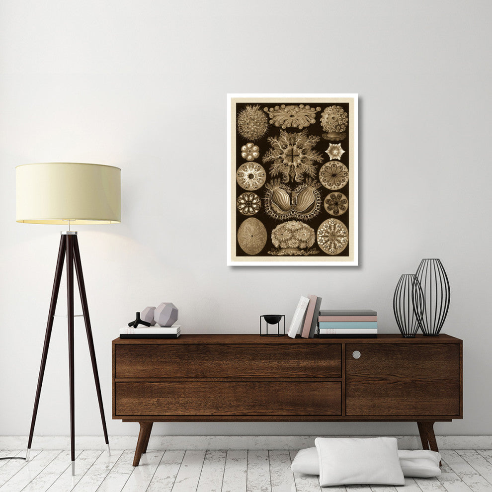 "Haeckel Nature Illustrations: Ascidiae - Sepia Tint" Print, 32"x42"