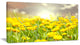 Sunny Meadow with Yellow Flowers, Floral Canvas Art Print, 32"x16"