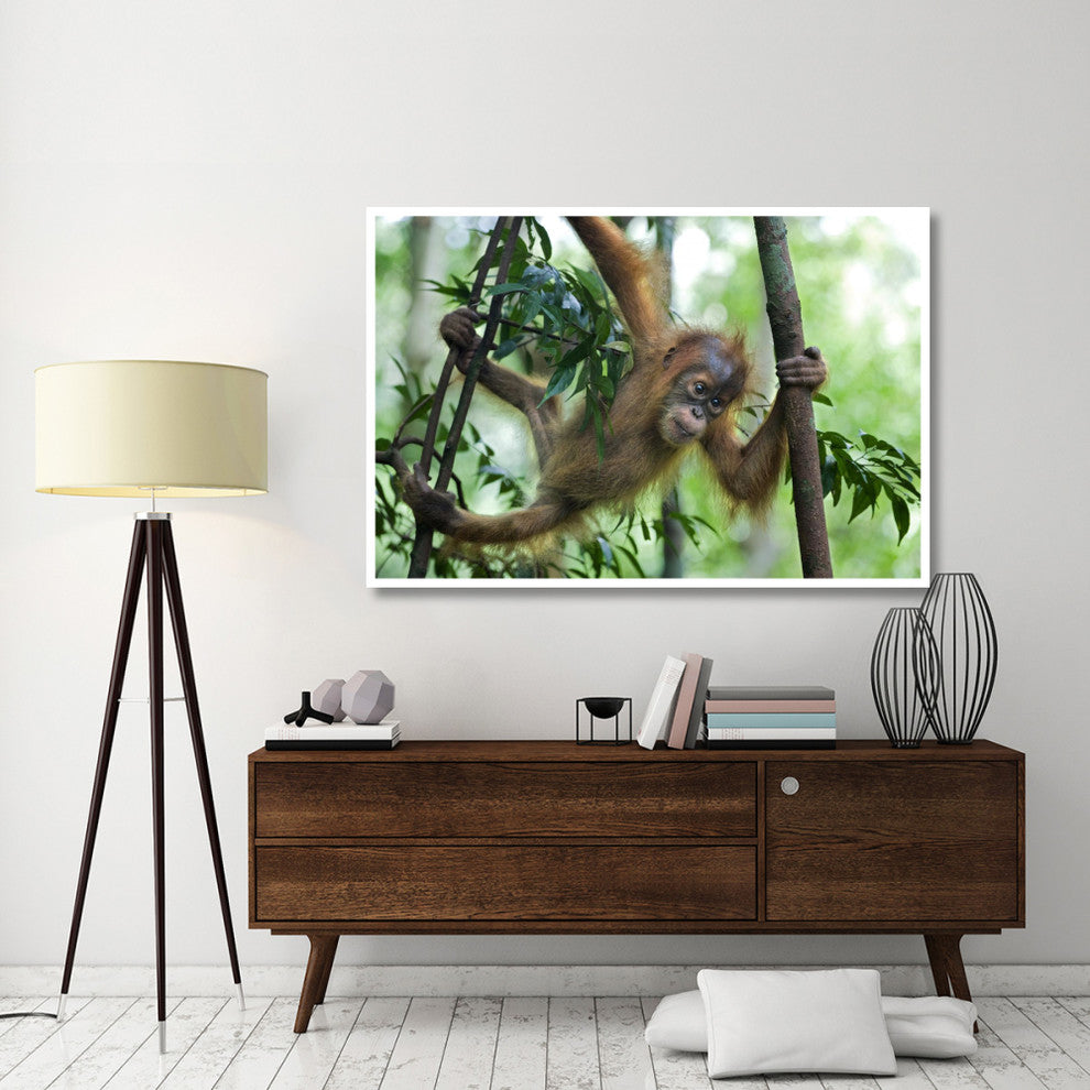 "Sumatran Orangutan baby playing in tree, north Sumatra" Paper Art, 62"x42"