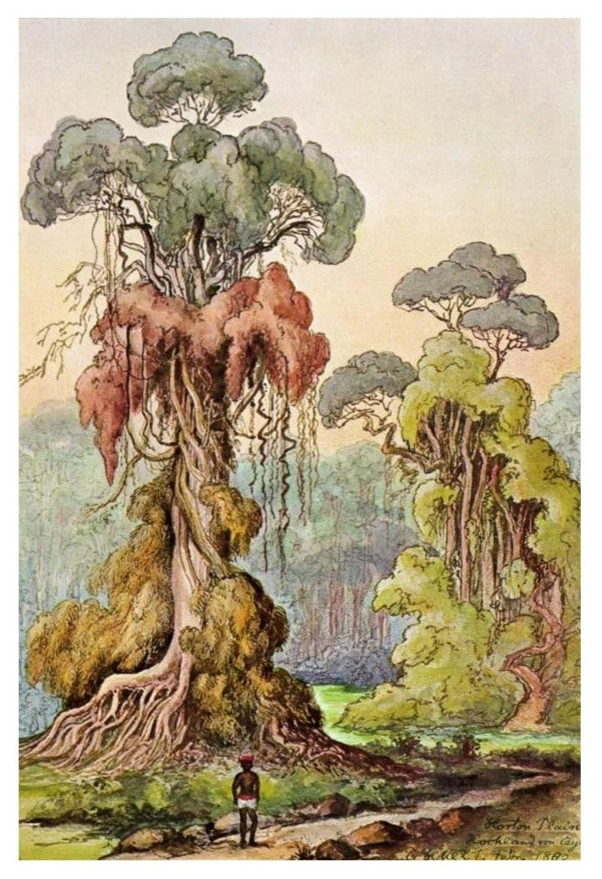 "Lianen-Mï¿½ntel an Sï¿½ulenbï¿½umen Hochland von Ceylon" Print, 14"x20"