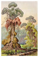 "Lianen-Mï¿½ntel an Sï¿½ulenbï¿½umen Hochland von Ceylon" Print, 14"x20"