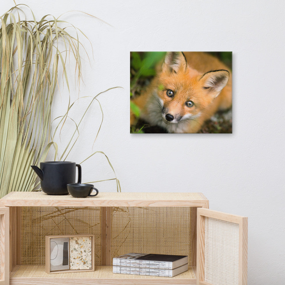 Young Red Fox Face Animal Wildlife Nature Photograph Canvas Wall Art Prints, 16" X 20"