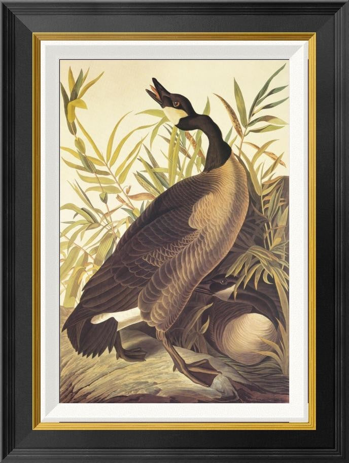 "Canada Goose" Framed Canvas Giclee by John James Audubon, 18"x24"