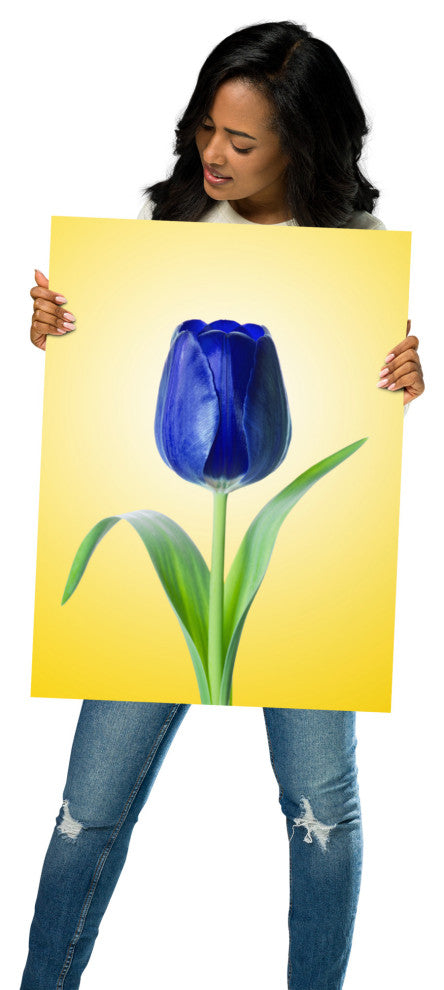 Blue Tulip Minimal Floral Nature Photo Botanical Loose Unframed Wall Art Print, 18" X 24"