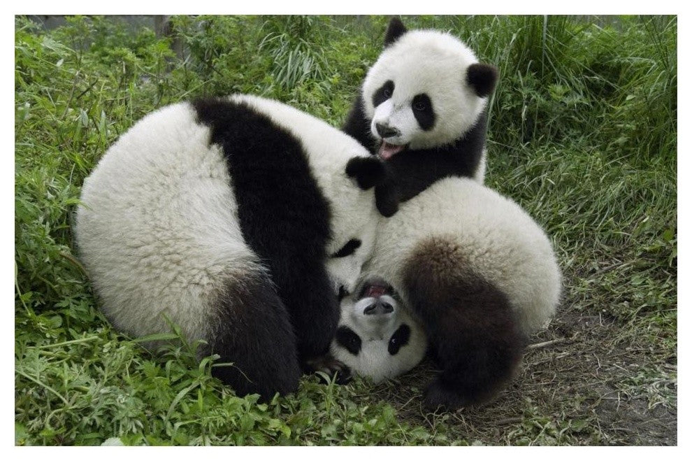 "Three young pandas playing, Wolong Nature Reserve, China" Paper Art, 20"x14"