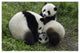 "Three young pandas playing, Wolong Nature Reserve, China" Paper Art, 20"x14"