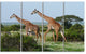 Two Giraffes in African Savannah, African Canvas Art Print, 48"x28", 4 Panels