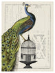 "Peacock Birdcage I" Digital Paper Print by Sue Schlabach, 26"x34"