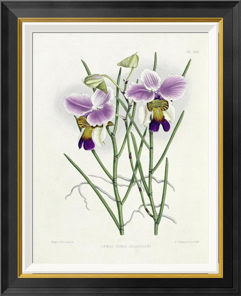 "The Orchid Album Plate 475" Framed Canvas Giclee by Robert Warner, 23x28"