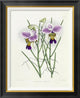 "The Orchid Album Plate 475" Framed Canvas Giclee by Robert Warner, 23x28"