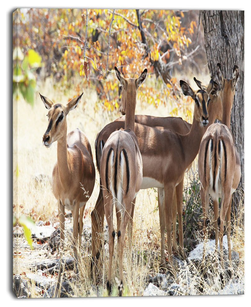 Beautiful Herd of Antelope Gnu, Extra Large African Canvas Art Print, 12"x20"