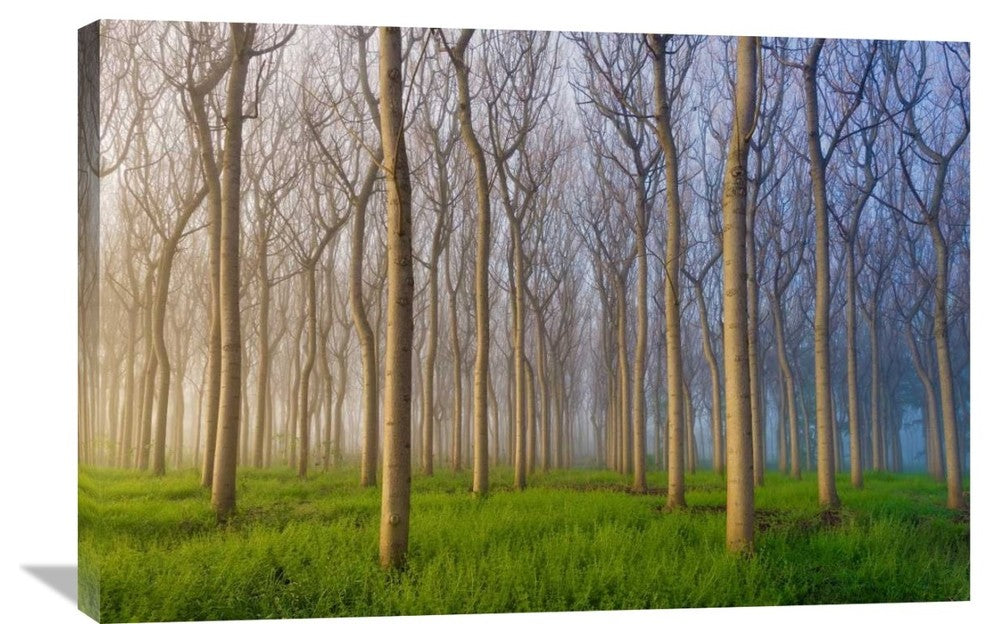 "Morning Of The Forest" Stretched Canvas Giclee by Andy Chan, 36x24"