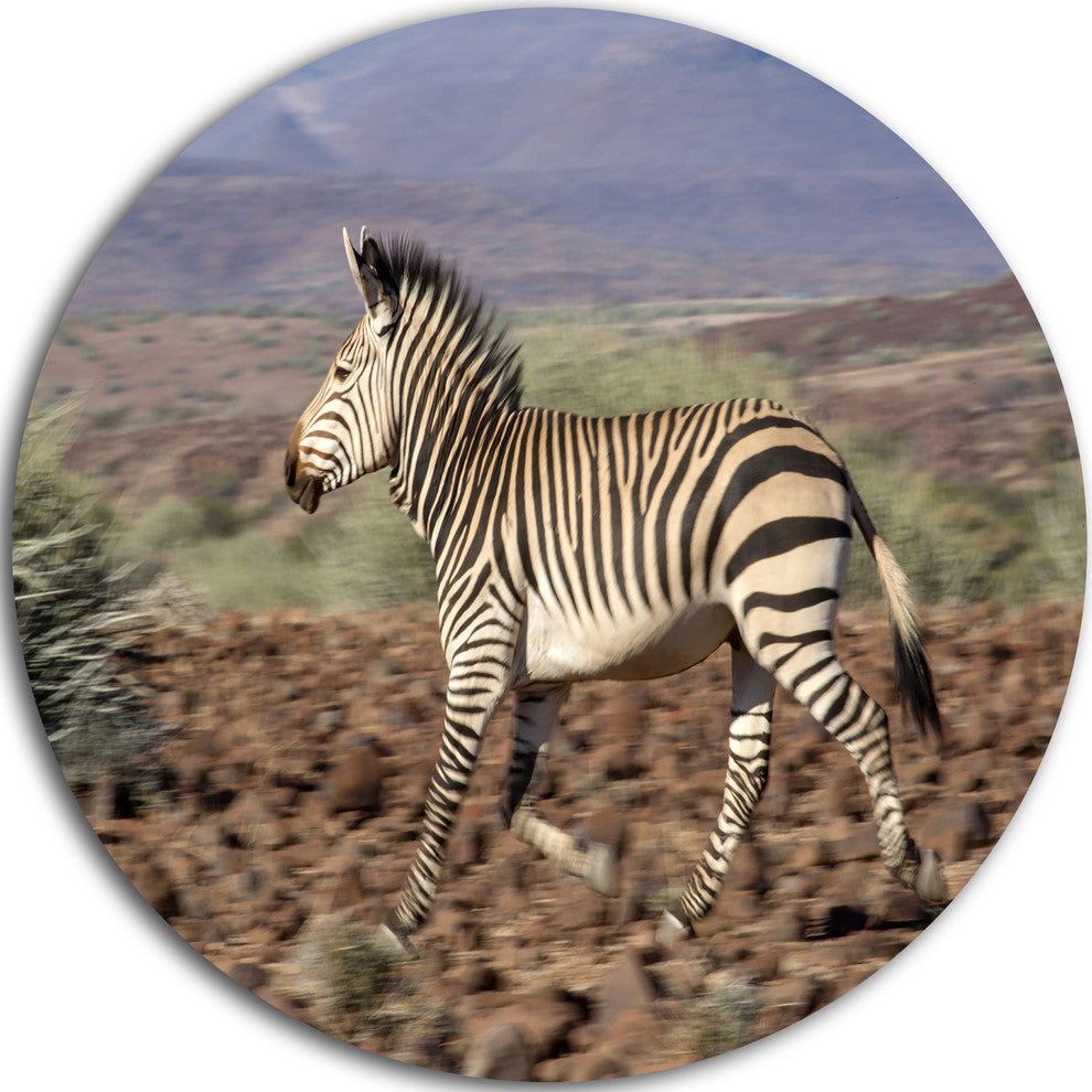 Zebra In Damaraland, Landscape Photography Disc Metal Wall Art, 11"