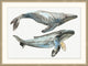 Whale Duet, Giclee Reproduction Artwork