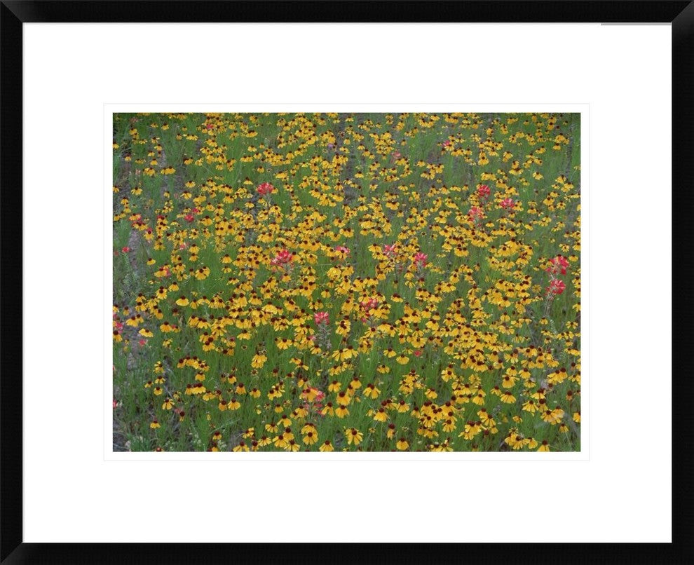 Paintbrush And Coreopsis Meadow, Hill Country, Texas, 22"x18"