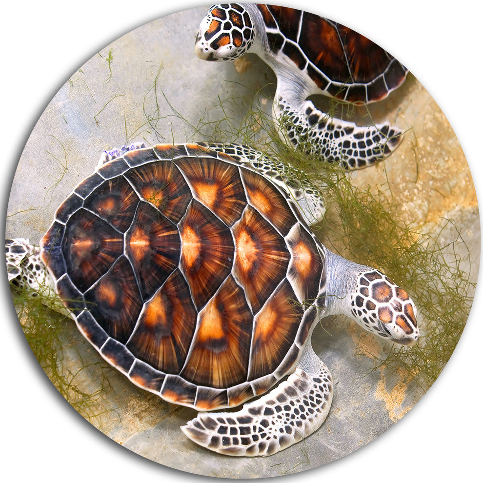 Sea Turtles In Nursery, Animal Round Wall Art, 11"