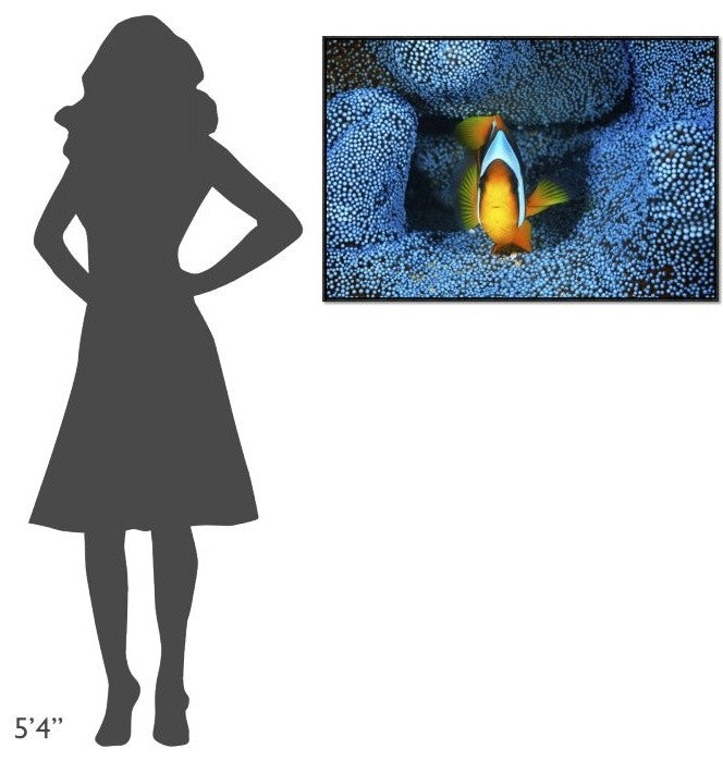 "Clownfish In Blue Anemone" Framed Canvas Giclee by Barathieu Gabriel, 37x25"