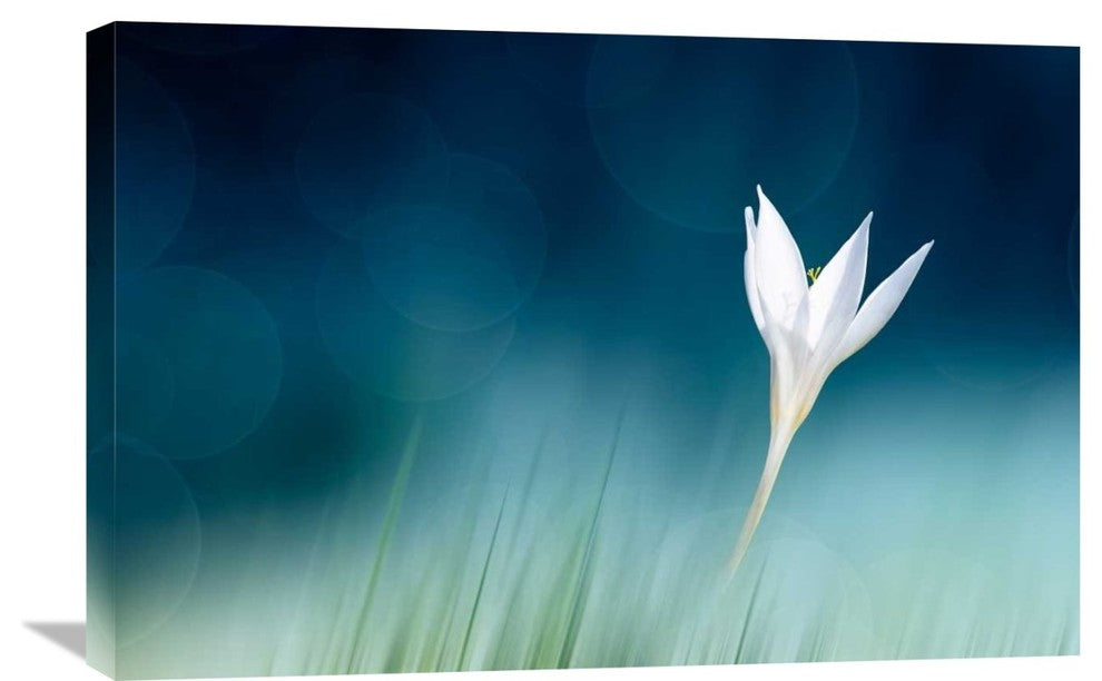 "Lonely" Stretched Canvas Giclee by Doris Reindl, 30"x20"