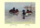 New Zealand Scaup and Tufted Ducks- Gallery Wrapped Canvas Art 28" x 42"