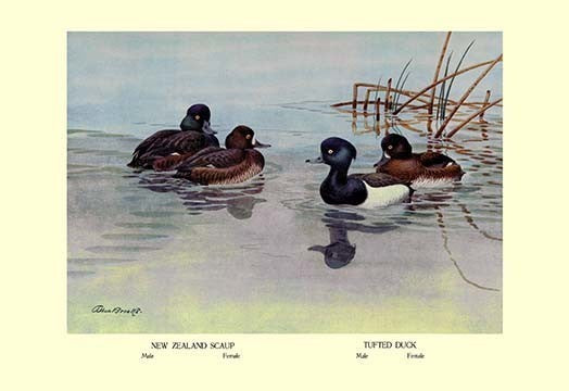 New Zealand Scaup and Tufted Ducks- Gallery Wrapped Canvas Art 28" x 42"