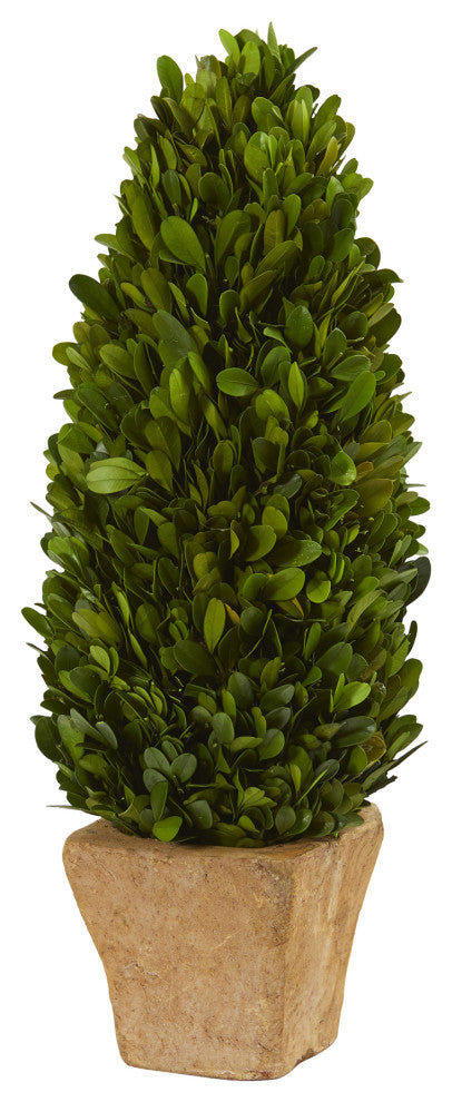 16" Boxwood Cone Preserved Plant, Planter