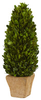 16" Boxwood Cone Preserved Plant, Planter