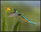Long-Tailed Sylph Feeding On Flower Nectar, Jurong Bird Park, Singapore, 32"x24"