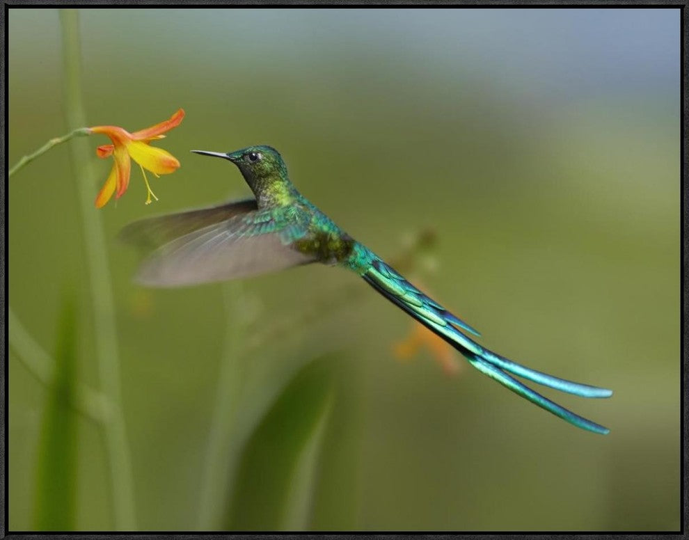 Long-Tailed Sylph Feeding On Flower Nectar, Jurong Bird Park, Singapore, 32"x24"