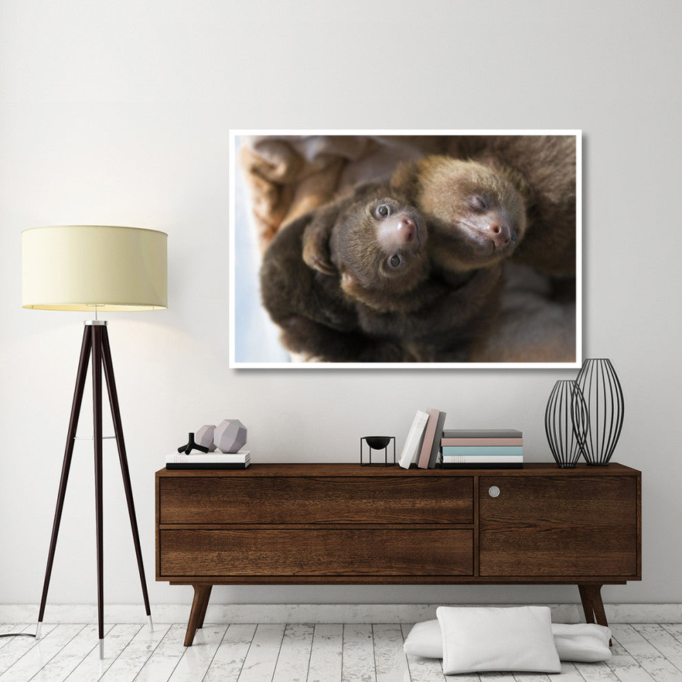 "Hoffmann's 2-toed Sloth babies, Aviarios Sloth Sanctuary" Paper Art, 62"x42"