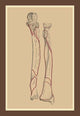The Skeleton #1 - Gallery Wrapped Canvas Art 28" x 42"