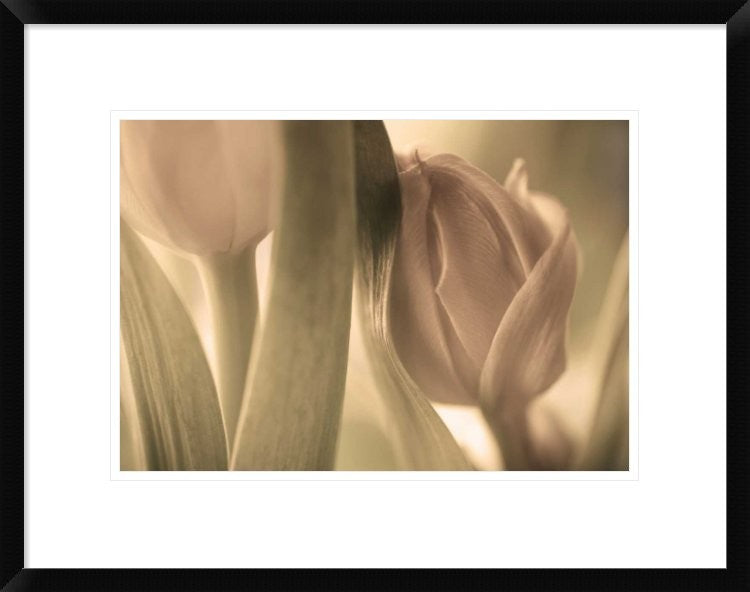 "Tulips" Framed Digital Print by Allan Wallberg, 24"x19"