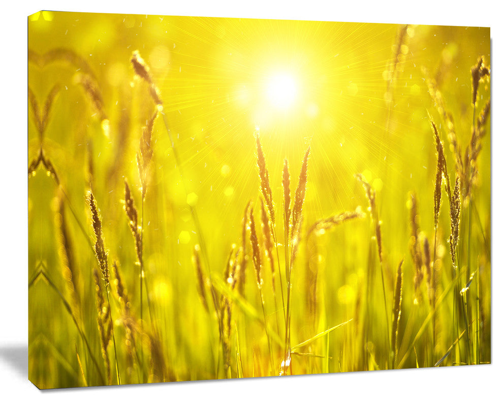 Yellow Grass Flower at Sunset, Landscape Canvas Art Print, 60"x28"