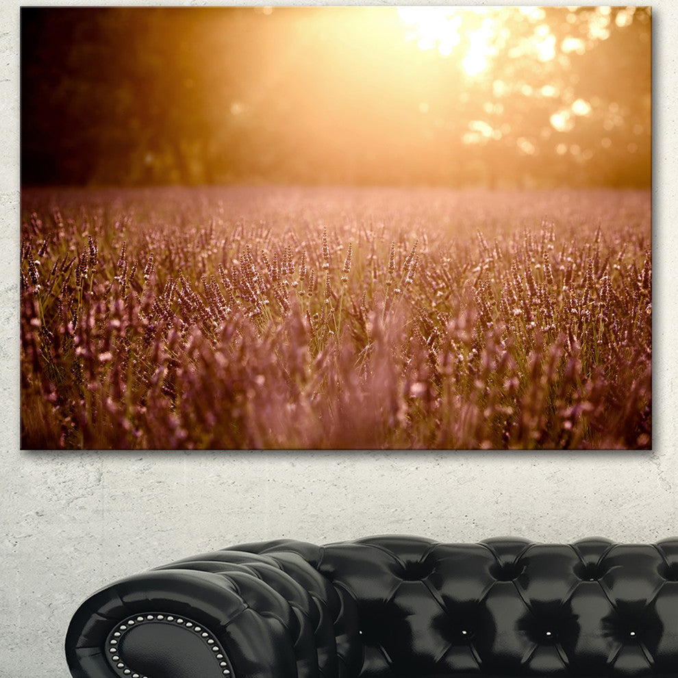 Brown Tinged Lavender Field Sunset, Floral Canvas Art Print, 40"x30"