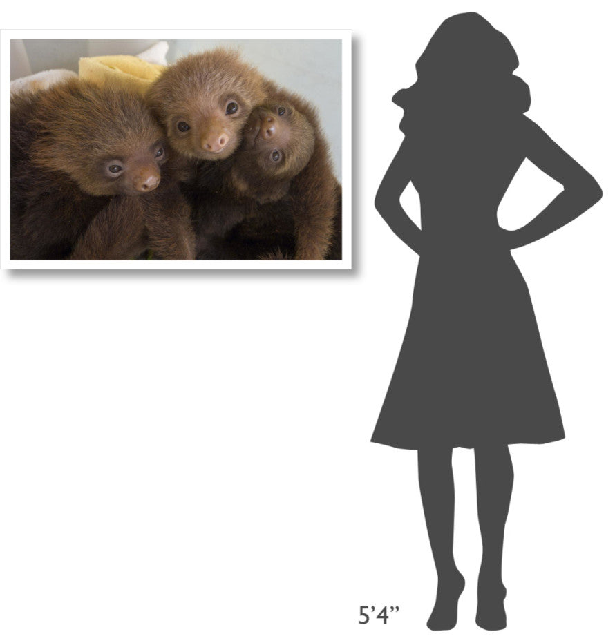 "Hoffmann's 2-toed Sloth babies, Aviarios Sloth Sanctuary" Paper Art, 38"x26"