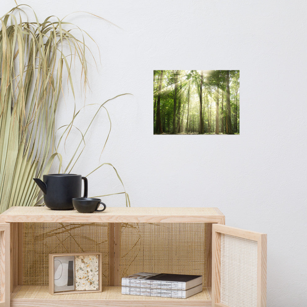 Sun Rays Through Treetops Landscape Photo Unframed Wall Art Print, 12" X 16"