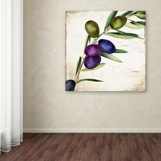 Color Bakery 'Olive Branch III' Canvas Art, 24x24