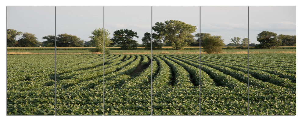 Wisconsin Soybean Field Rows, Landscape Canvas Art Print, 70"x28", 6 Panels