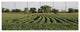 Wisconsin Soybean Field Rows, Landscape Canvas Art Print, 70"x28", 6 Panels