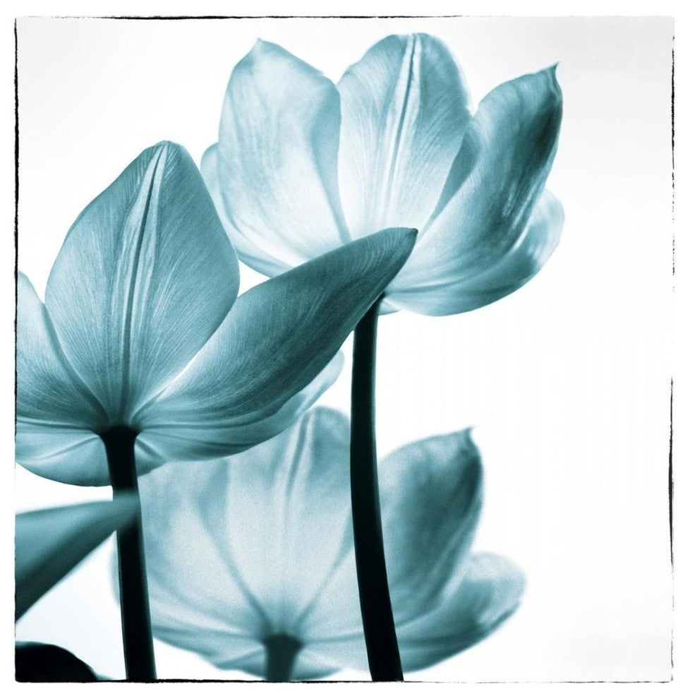 "Translucent Tulips III Sq Teal" Print by Debra Van Swearingen, 30"x32"