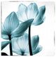 "Translucent Tulips III Sq Teal" Print by Debra Van Swearingen, 30"x32"