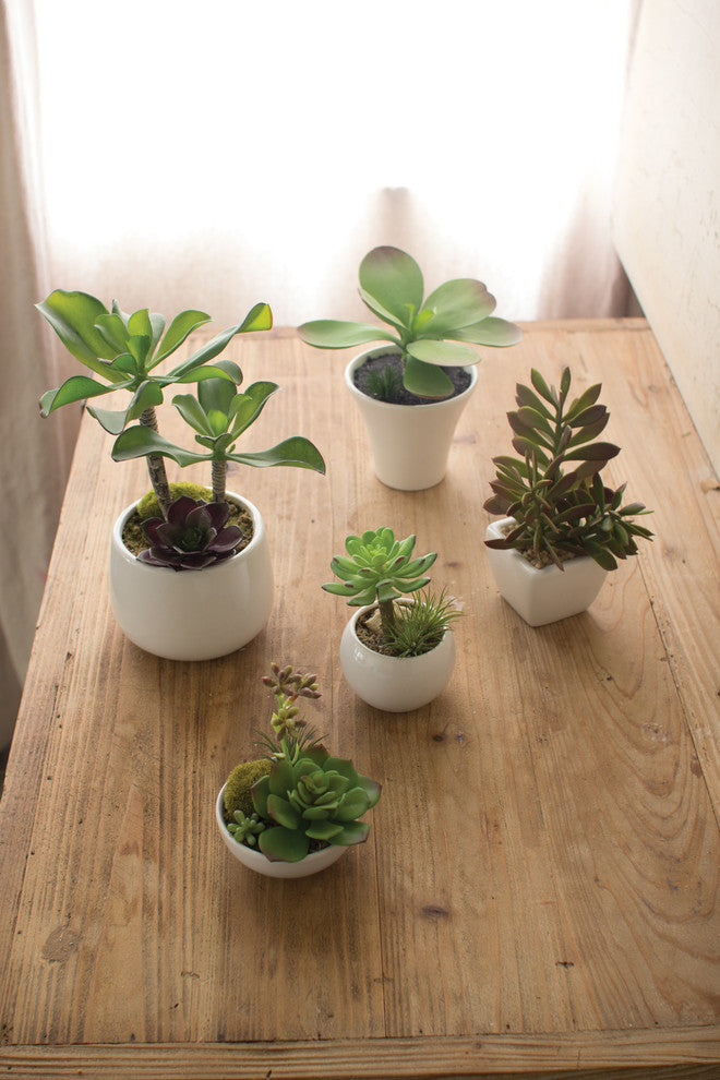 SET OF 5 ARTIFICIAL SUCCULENTS W WHITE CERAMIC POTS